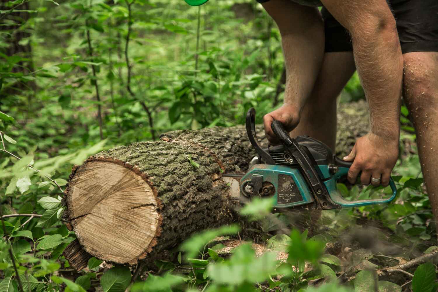 The Steps Involved in Our Tree Care Process in West Lake Hills, TX